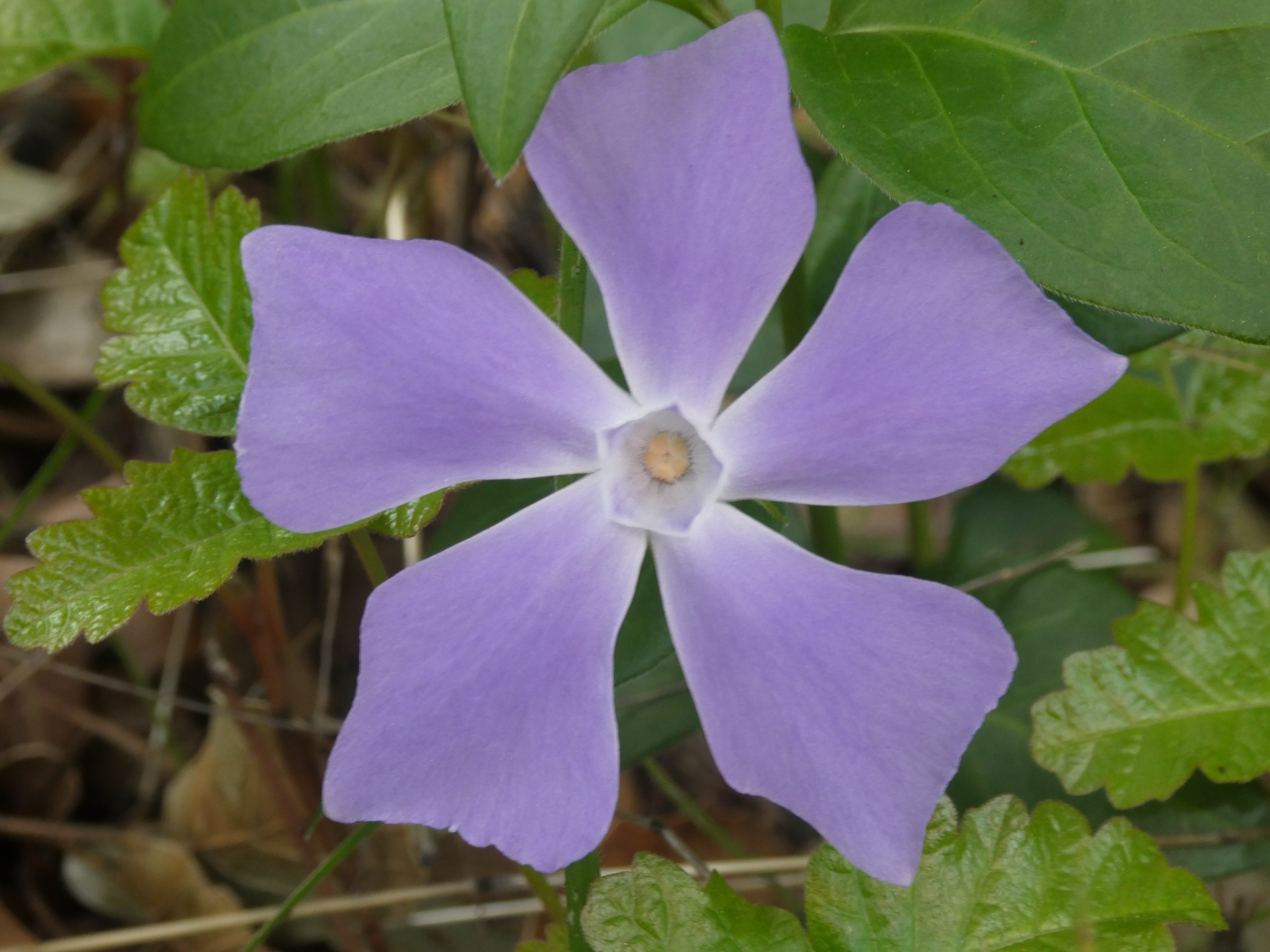 Flowering Greater Periwinkle